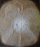 Fossile - Divers