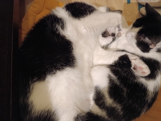 Berlioz et sa maman Thaïs - Photos