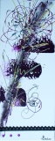 Fleur d'artifice - Fleurs